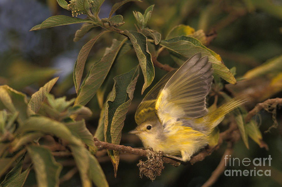 Galapagos Flycatcher Photograph by Ron Sanford Galapagos Flycatcher Photograph by Ron Sanford
