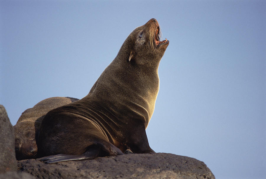 Galapagos Fur Seal Calling For Her Pup Photograph by Tui De Roy