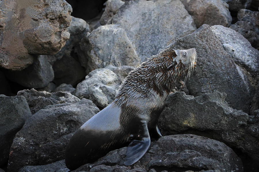 Galapagos Fur Seal Photograph by Gary Hall