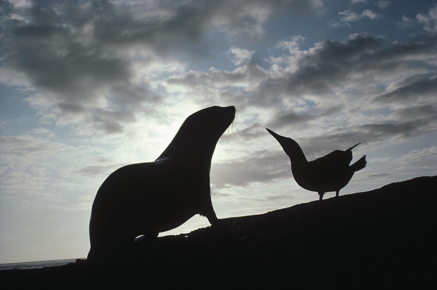 Galapagos Fur Seal Pup And Blue-footed Photograph by Tui De Roy