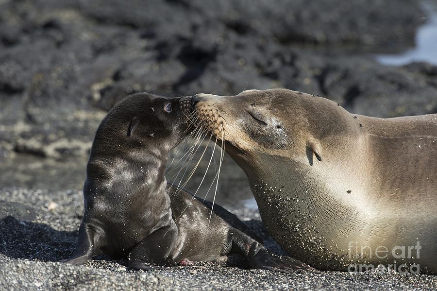 Nature Photograph - Galapagos Fur Seals by Dr P. Marazzi