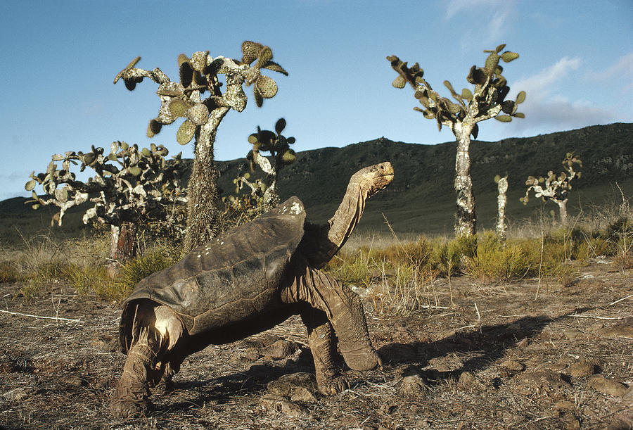 Galapagos Giant Tortoise And Opuntia Photograph by Tui De Roy