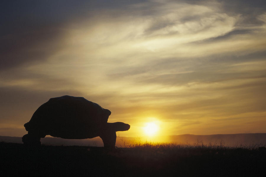 Galapagos Giant Tortoise At Sunrise Photograph by Tui De Roy