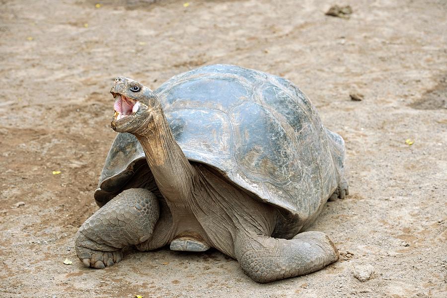 Galapagos Giant Tortoise Photograph by Bildagentur-online/mcphoto ...