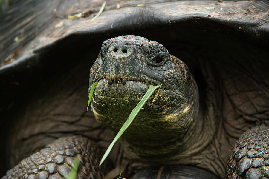 Reptile Photograph - Galapagos Giant Tortoise (chelonoidis by Pete Oxford