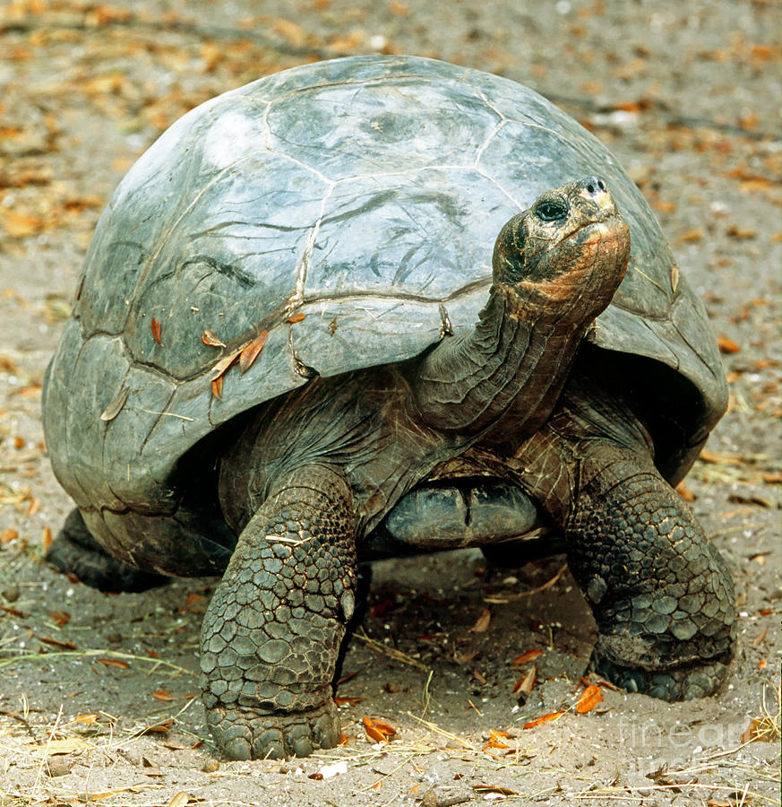 Galapagos Giant Tortoise Photograph by Millard H. Sharp