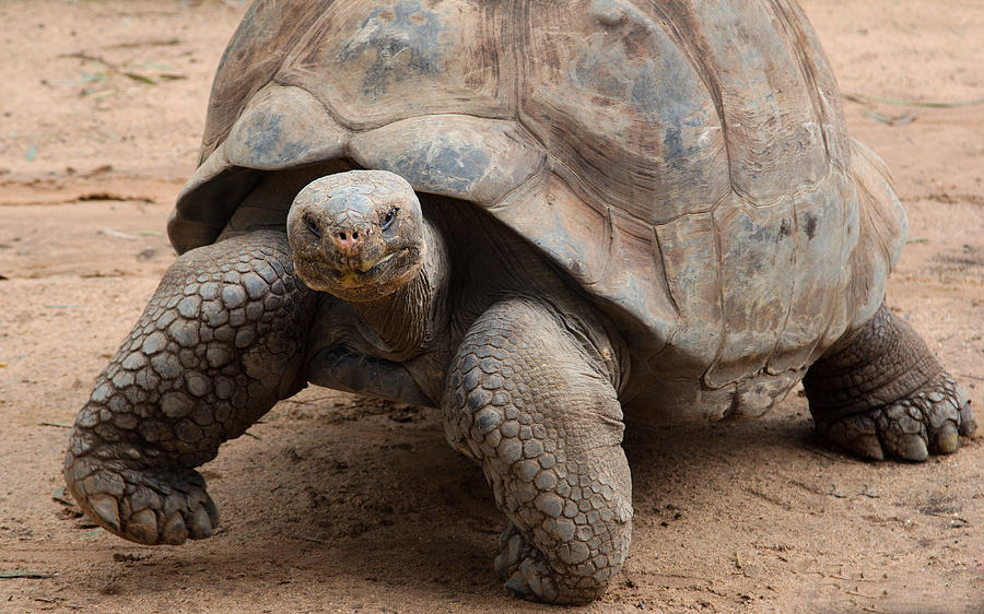 Galapagos Giant Tortoise Photograph by Nicholas Blackwell