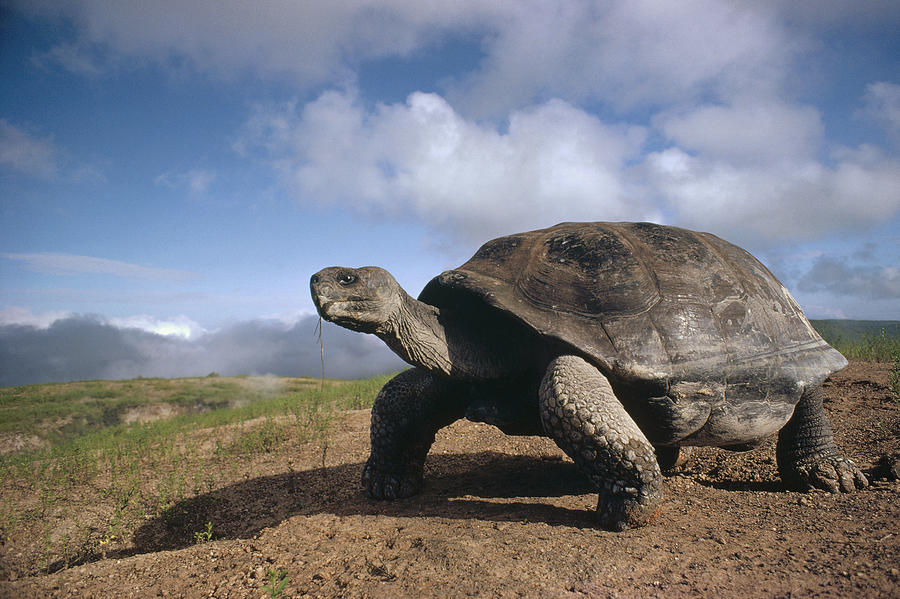 Galapagos Giant Tortoise On Alcedo Photograph by Tui De Roy