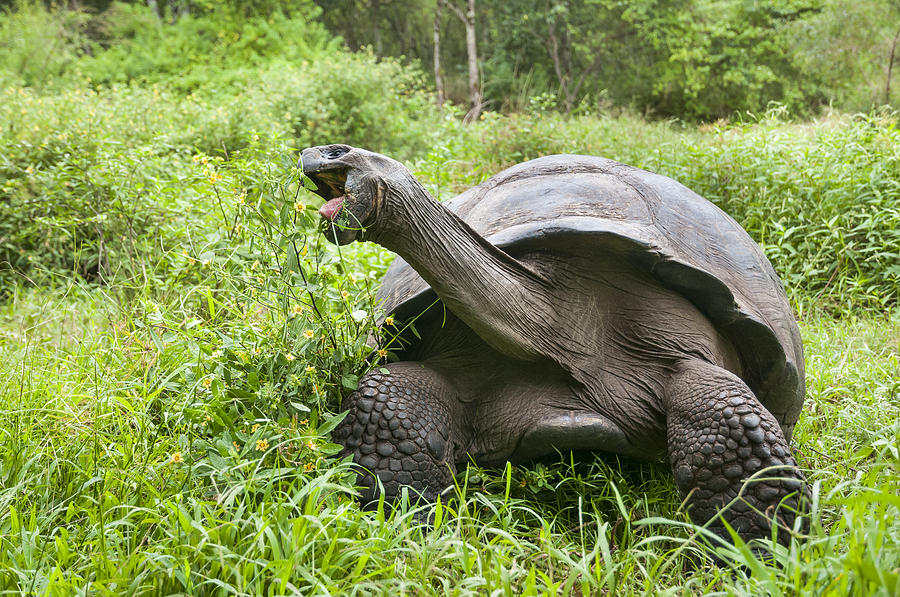 Galapagos Giant Tortoise Santa Cruz Photograph by Tui De Roy
