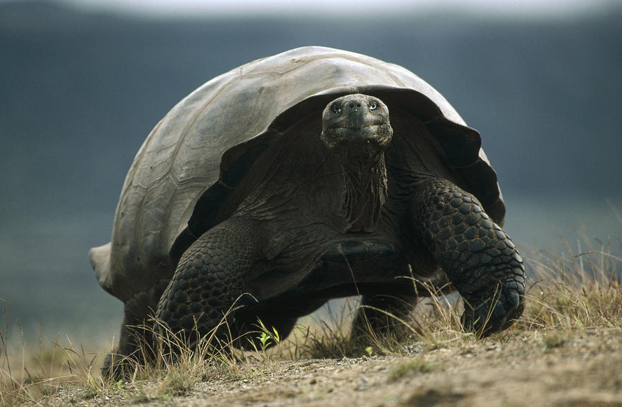 Galapagos Giant Tortoise Smiling Alcedo Photograph by Tui De Roy