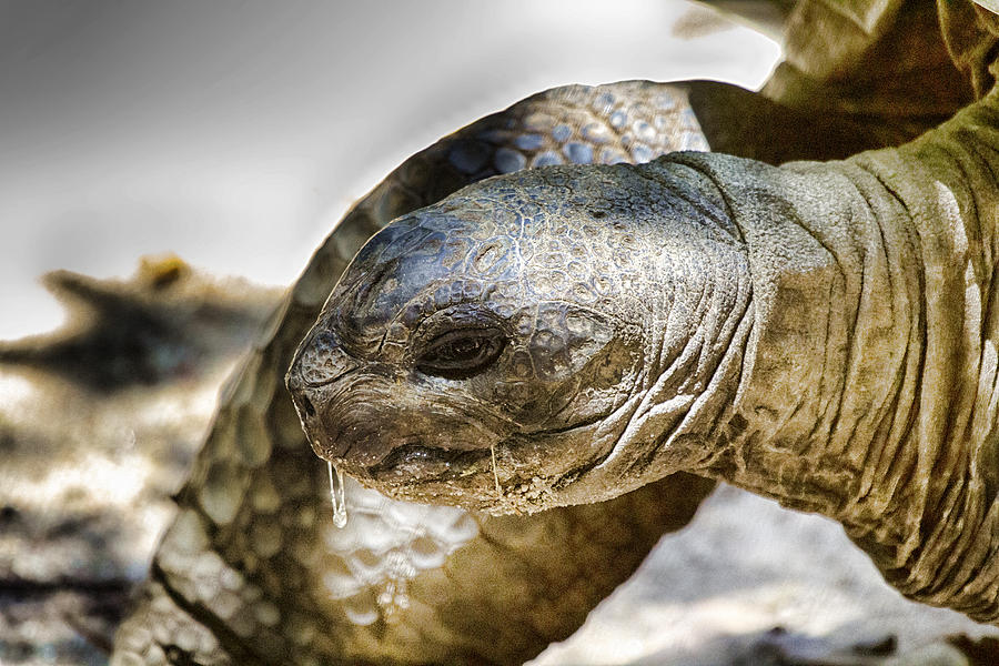 Turtle Photograph - Galapagos Giant Tortoise V2 by Douglas Barnard