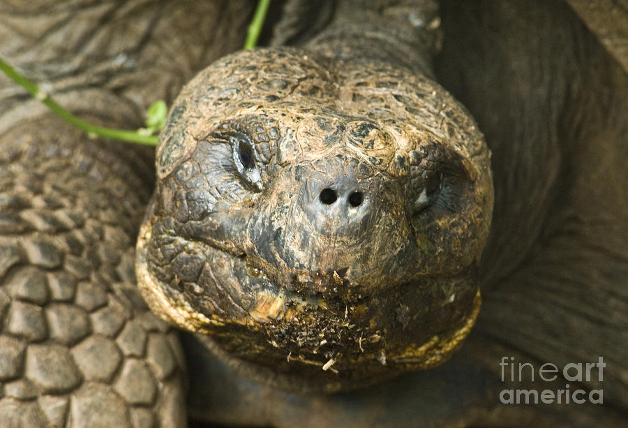 Galapagos Giant Tortoise Photograph by William H. Mullins