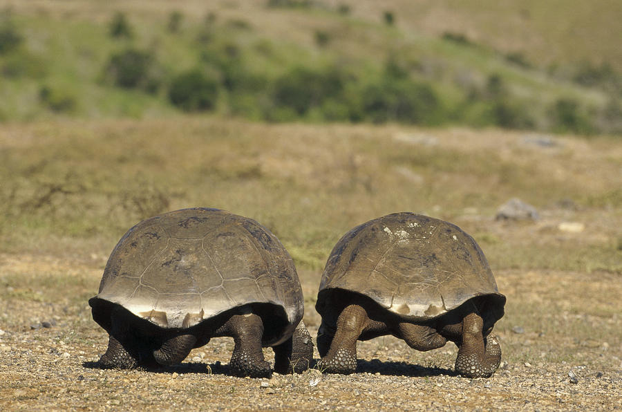 Galapagos Giant Tortoises Departing Photograph by Tui De Roy