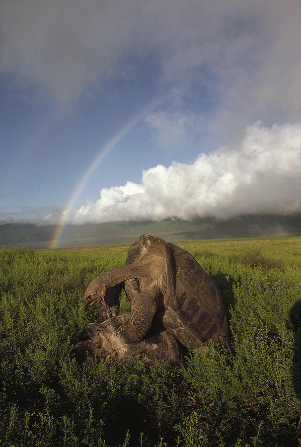 Galapagos Giant Tortoises Mating Alcedo Photograph by Tui De Roy