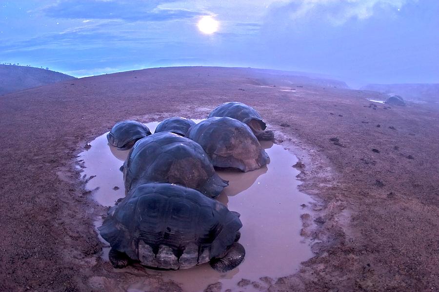 Galapagos Giant Tortoises On Volcano Rim Photograph by Paul D Stewart