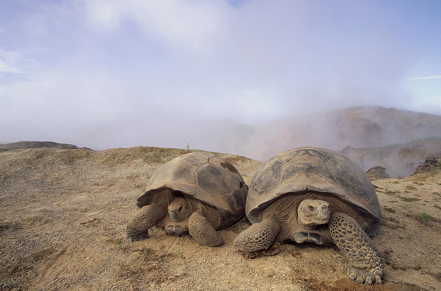 Galapagos Giant Tortoises Photograph by Tui De Roy