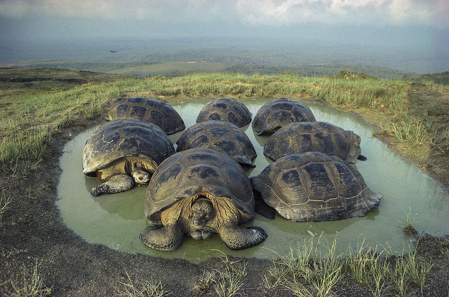 Galapagos Giant Tortoises Wallowing Photograph by Tui De Roy