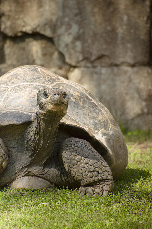 Galapagos Giant Turkey Photograph By Salva Reyes - Fine Art America