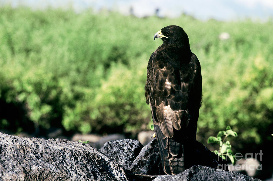 Galapagos Hawk Photograph by Art Wolfe