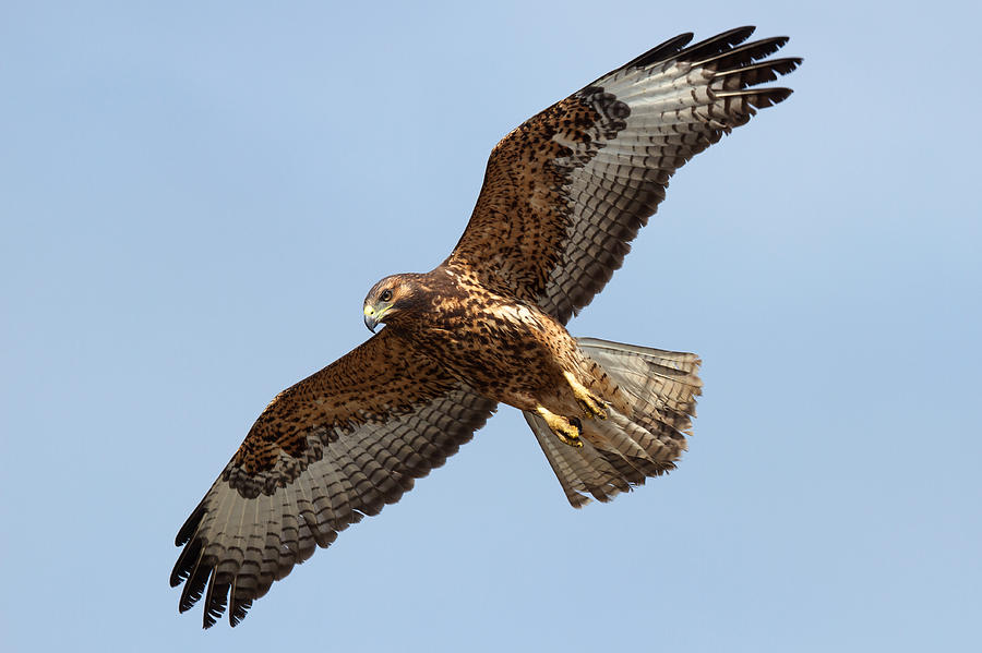 Galapagos Hawk Photograph by David Beebe