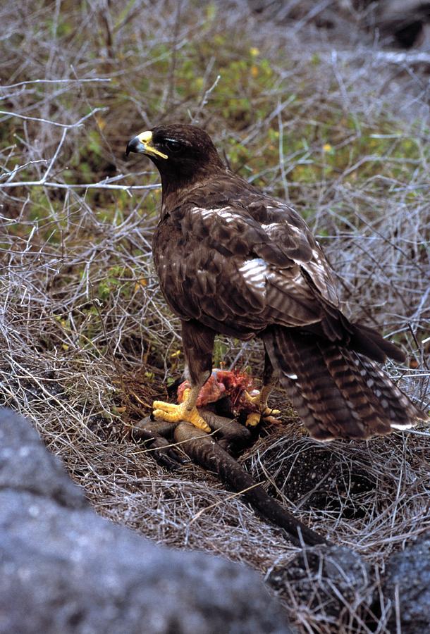 Galapagos Hawk Photograph - Galapagos Hawk by Doug Allan/science Photo Library Galapagos Hawk Photograph - Galapagos Hawk by Doug Allan/science Photo Library