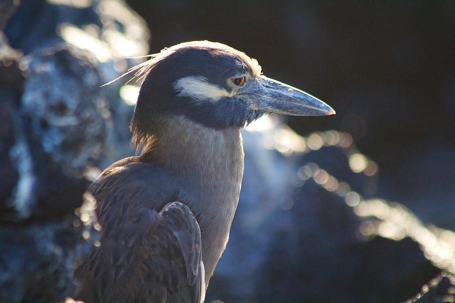 Galapagos Heron Photograph by Allan Morrison