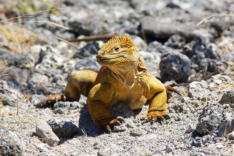Galapagos Iguana on the move Photograph by Allan Morrison