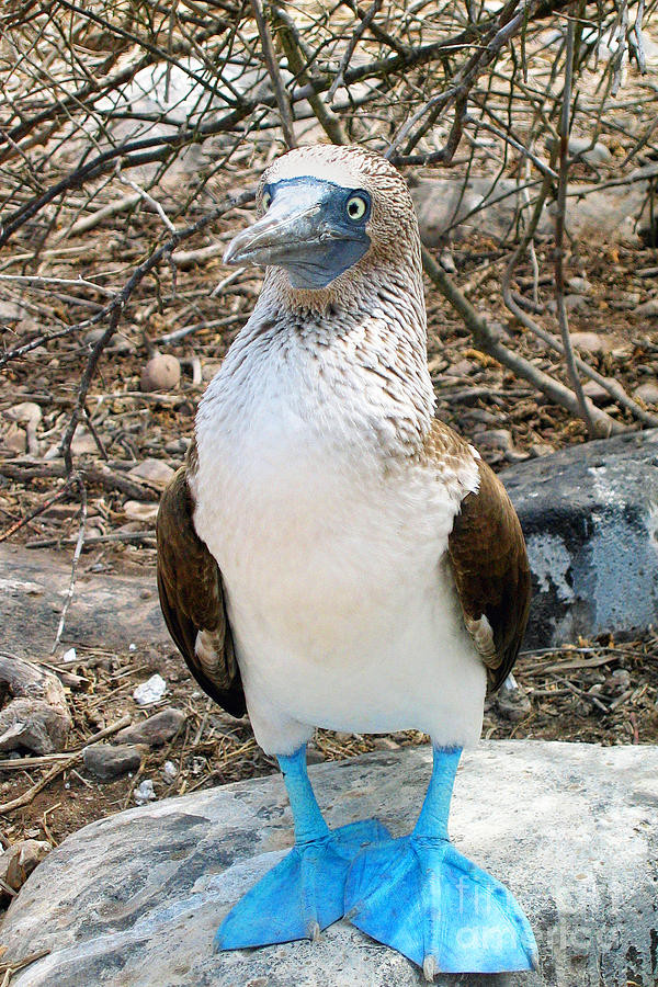 Galapagos Multicolor 3dRose lsp_207624_1Ecuador Isabela Island Blue Footed Booby Single Toggle Switch 
