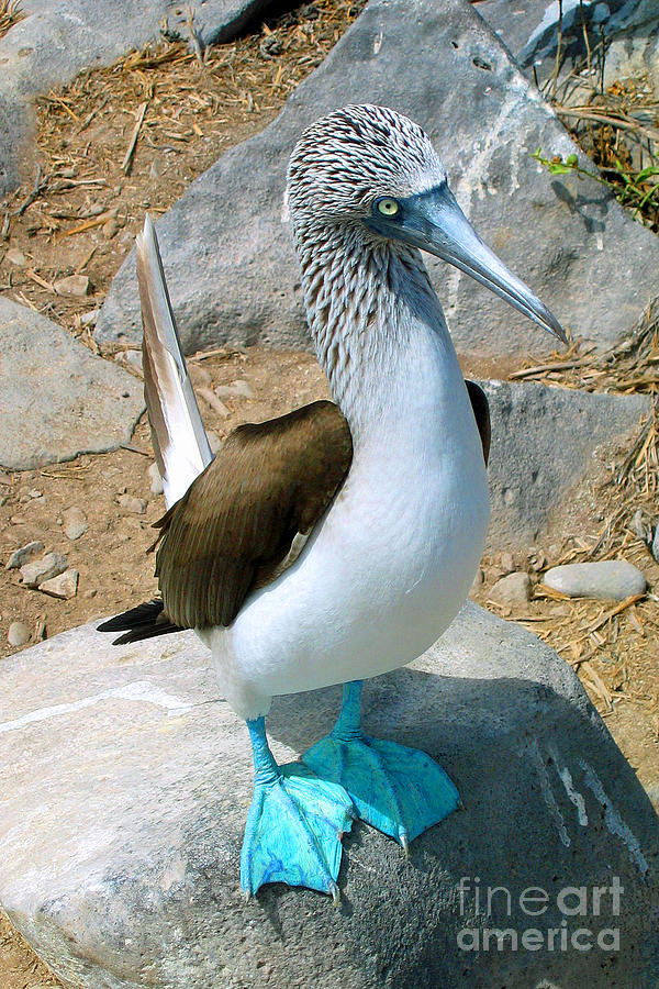 Galapagos Multicolor 3dRose lsp_207624_1Ecuador Isabela Island Blue Footed Booby Single Toggle Switch 