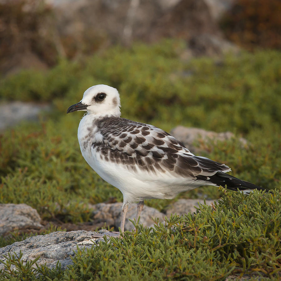 Galapagos Island Juvenile Swallow Tailed Gull 3 Photograph by David ...