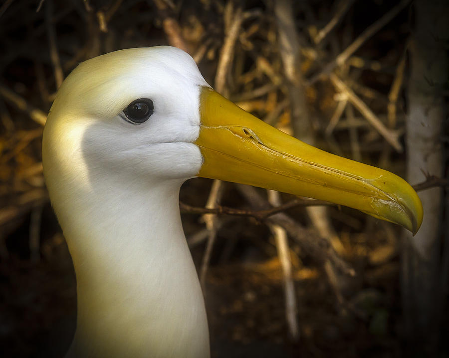 Wildlife Photograph - Galapagos Island Waved Albatross 3 by David Ireland LRPS