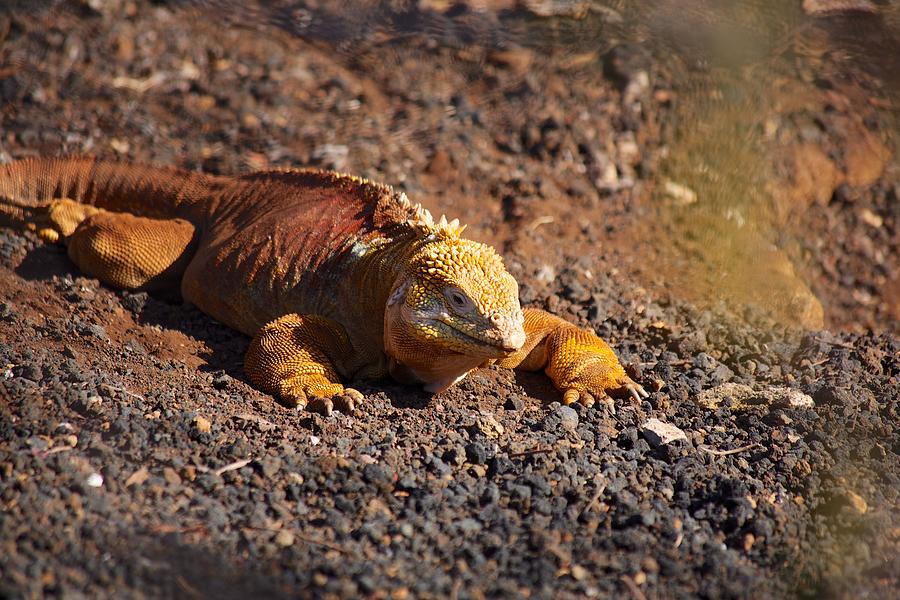 Galapagos Land Iguana Photograph by Allan Morrison