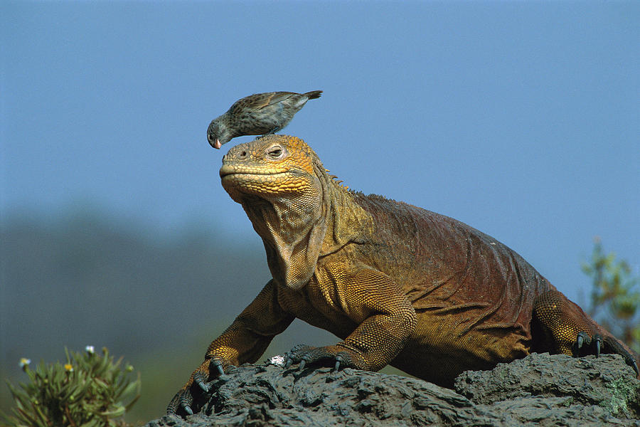 Galapagos Land Iguana and Finch Photograph by D Parer  E Parer Cook
