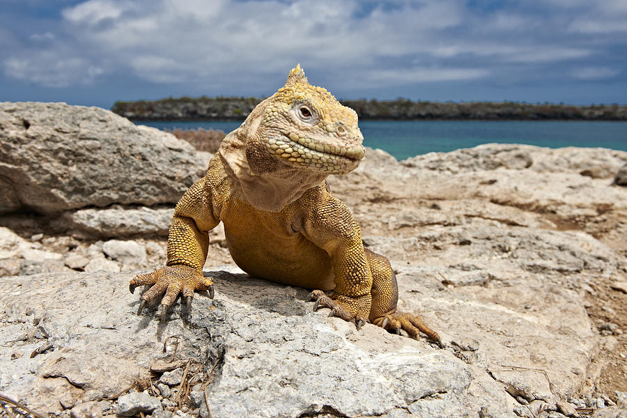 Galapagos Land Iguana, Conolophus subcristatus Photograph by Juergen Ritterbach