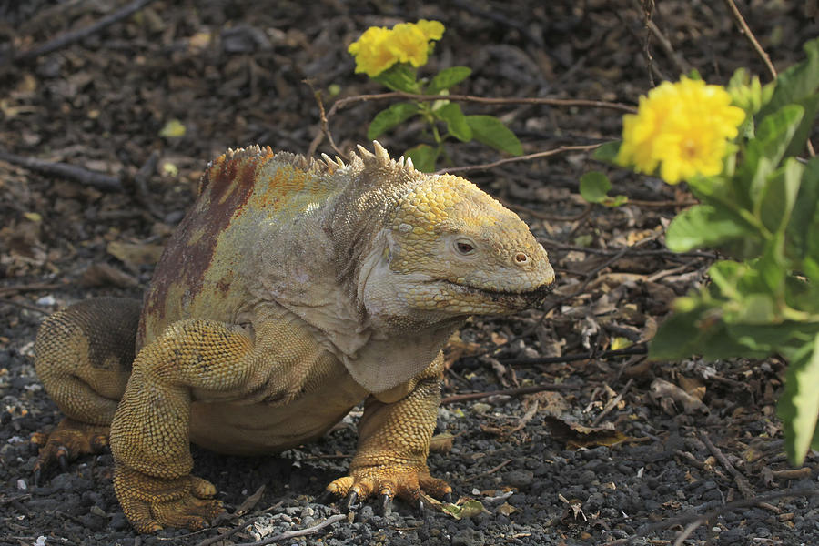 Galapagos Land Iguana Photograph by Gary Hall