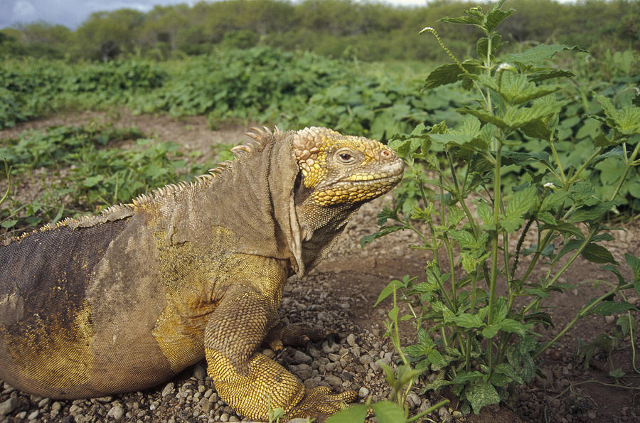 Galapagos Land Iguana Male Photograph by Tui De Roy