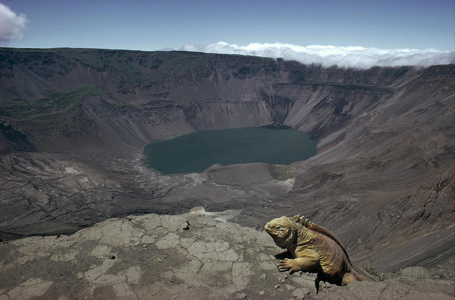 Galapagos Land Iguana Overlooking Photograph by Tui De Roy