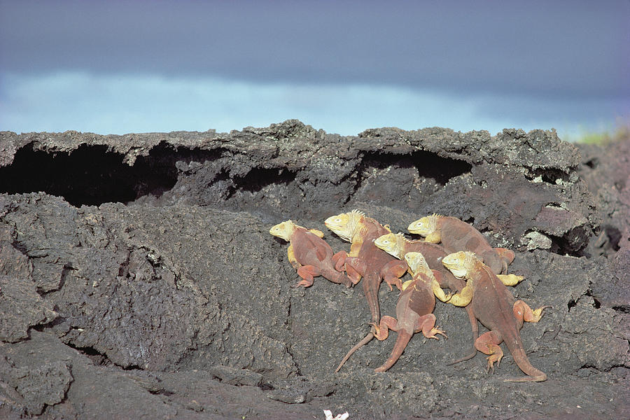Galapagos Land Iguanas Basking Photograph by Tui De Roy