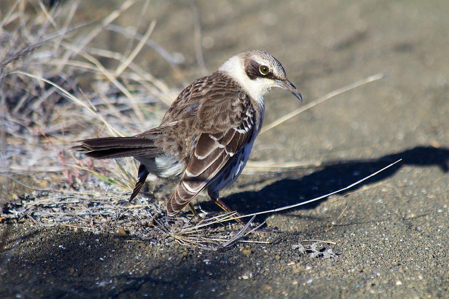 Galapagos Mockingbird Photograph by Allan Morrison