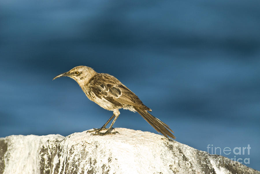 Galapagos Mockingbird Photograph by William H. Mullins