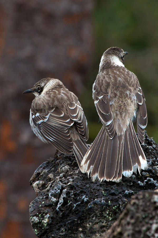 Galapagos Mockingbirds Photograph by David Beebe