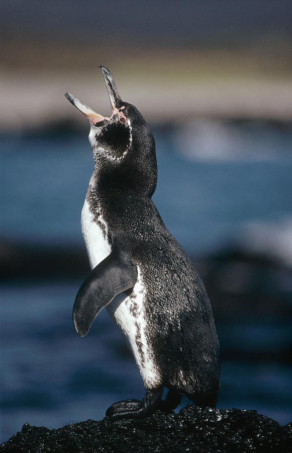 Galapagos Penguin Fernandina Island Photograph by Tui De Roy