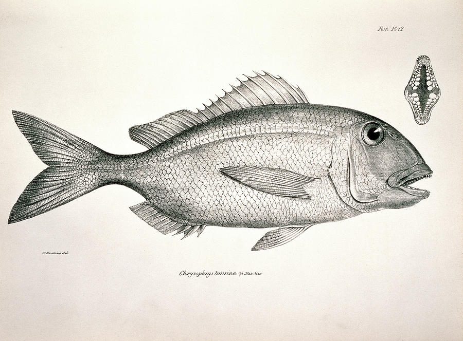 Galapagos Porgy Photograph by Natural History Museum, London