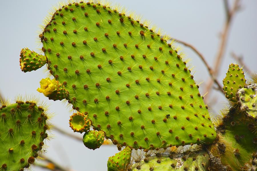 Galapagos Prickly Pear Photograph by Allan Morrison