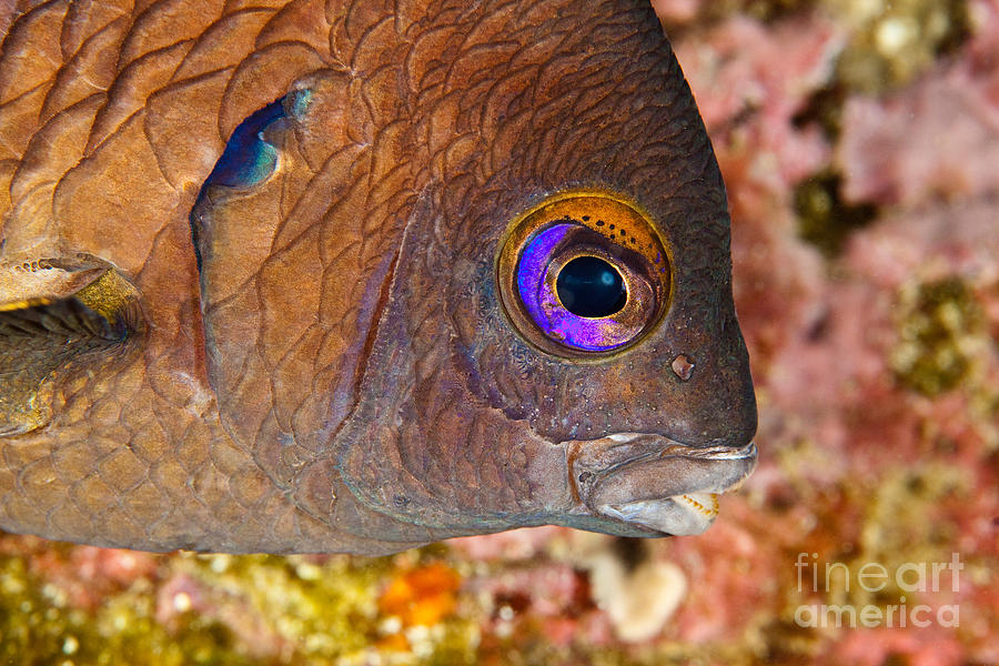 Galapagos Ringtail Fish Photograph by David Fleetham