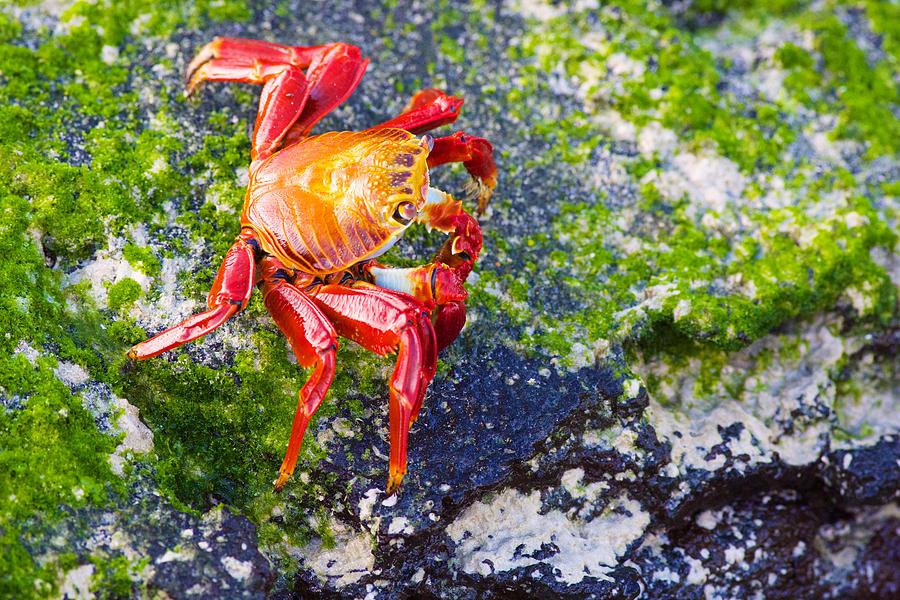 Galapagos Sally Lightfoot Crab Photograph by Allan Morrison