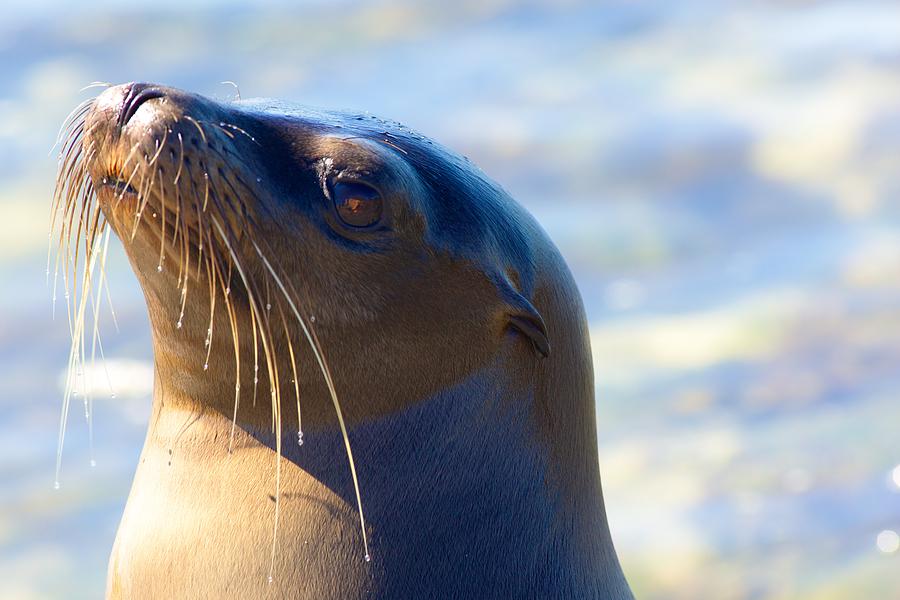 Galapagos Sea Lion Photograph by Allan Morrison