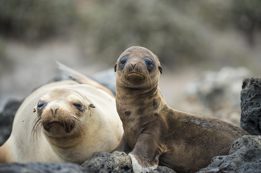 Galapagos Sea Lion And Pup Champion Photograph by Tui De Roy