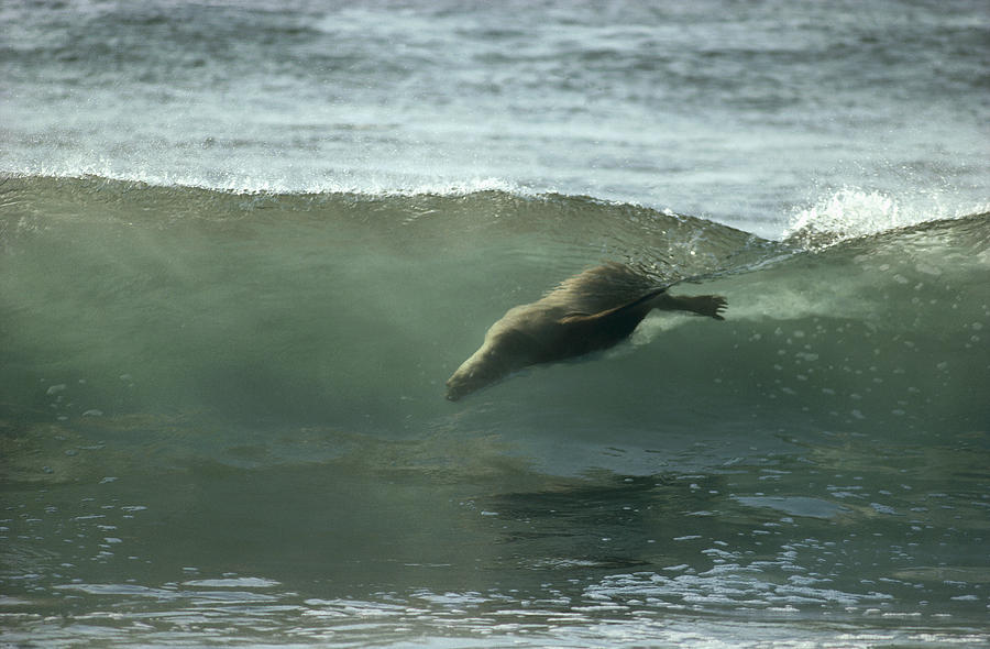 Galapagos Sea Lion Body Surfing Photograph by Tui De Roy