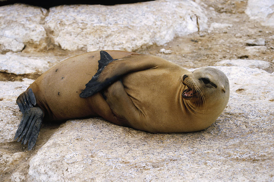 Galapagos Sea Lion Calling Photograph by Konrad Wothe